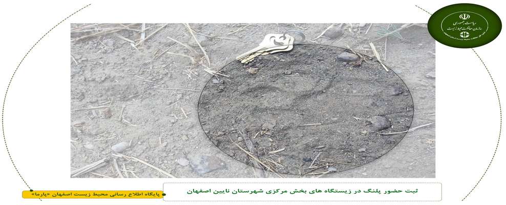 ثبت حضور پلنگ در زیستگاه های بخش مرکزی شهرستان نایین اصفهان