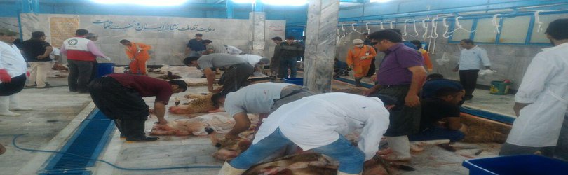 رشد ۵% ذبح قربانی در کشتارگاه شهرداری تایباد