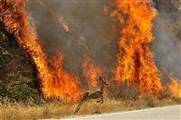 آتش سوزی در عرصه های محیط زیست سیر نزولی دارد