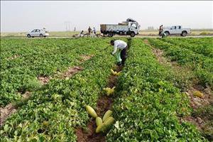 ۶۲تعاونی برای ساماندهی طرح ۵۵۰ هکتاری خوزستان تشکیل شد