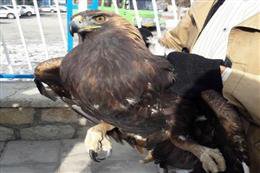 تحویل یک بهله عقاب خاکی به محیط زیست در  فیروزکوه
