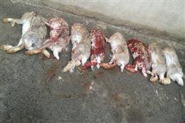 دستگیری شکارچیان غیر مجاز ۸ راس خرگوش در بهارستان