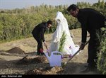 تخصیص نهال های پلاک دار برای غرس توسط زوج های جوانی