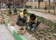 کاشت ۱۱۰ هزار بوته گل در بوستان های شاهین شهر