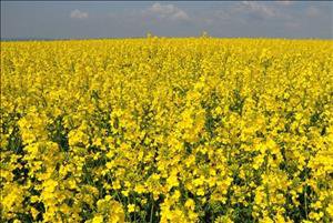 برداشت کلزا از سطح مزارع دزفول آغاز شد