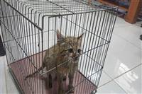 نجات گربه وحشی نابالغ از مرگ در فیروزآباد فارس