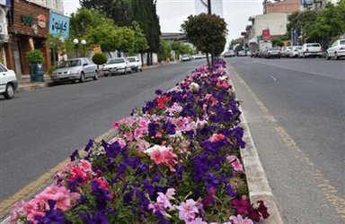 روابط عمومی شهرداری رامسر/ بخشی از تلاش همکاران فضای سبز شهرداری رامسر