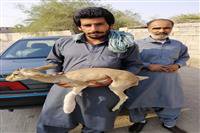 نجات یک راس کهره بز وحشی در رودبار جنوب کرمان توسط یک نفر دوستدار حیات وحش و محیط زیست