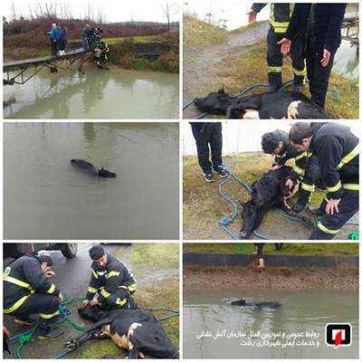 عملیات 125 در پی سقوط یک راس گاو در کانال آب /آتش نشانی رشت