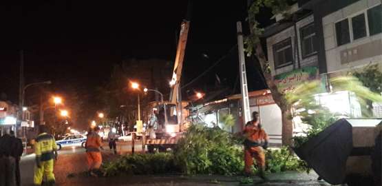 رفع خطر سقوط درختان در وزش باد توسط پرسنل زحمتکش شهرداری رضوانشهر