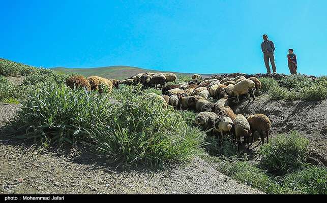 ورود و چرای دام غیرمجاز به مناطق حفاظت شده جرم است