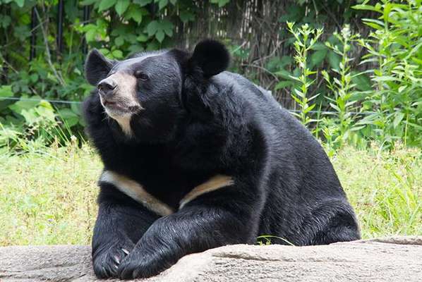 هشدار درباره وضعیت خرس سیاه یقه هفت