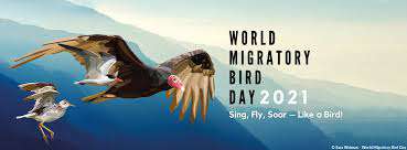 آواز بخوان، پرواز کن، اوج بگیر - مثل پرنده؛ در روز جهانی پرندگان مهاجر