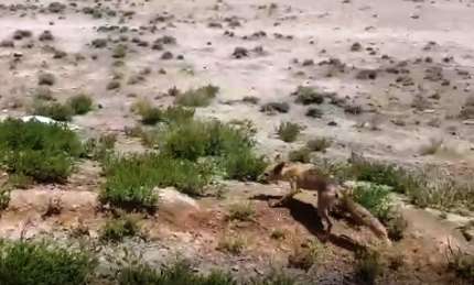 رهاسازی یک روباه در منطقه حفاظت شده قمصر و برزک کاشان
