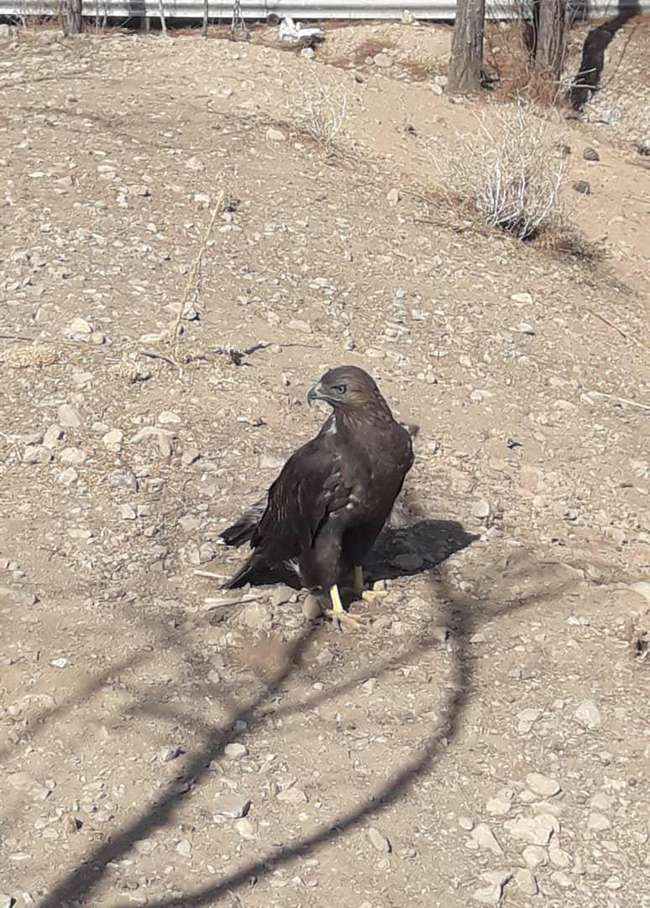 رها سازی یک عقاب صحرایی درزیستگاههای شهرستان فلاروجان