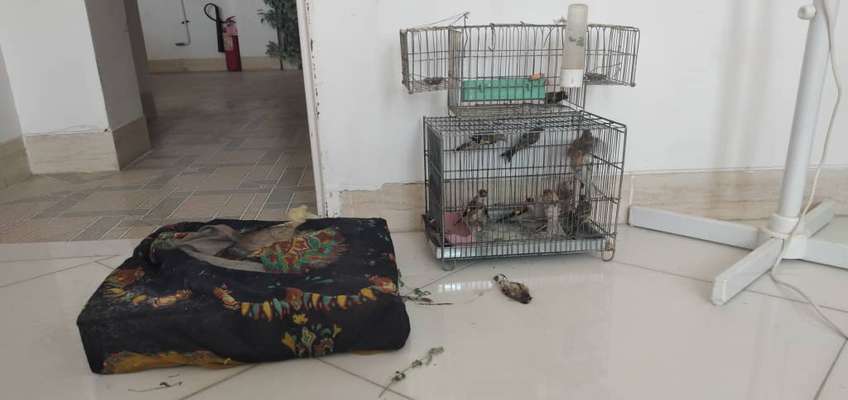 دستگیری متخلفین زنده گیری پرندگان وحشی در شهرستان سمیرم