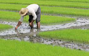 برنج‌کاری 53 درصد از ظرفیت آب سد کرخه را بلعید