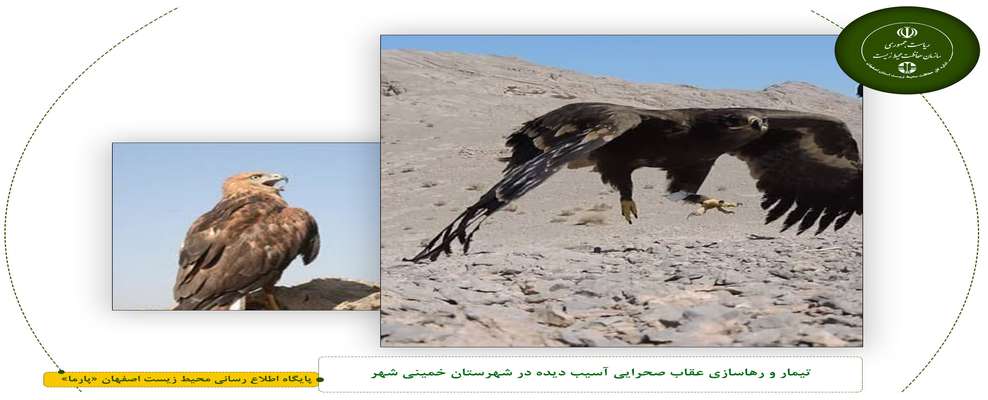 تیمار و رهاسازی عقاب صحرایی آسیب دیده در شهرستان خمینی شهر