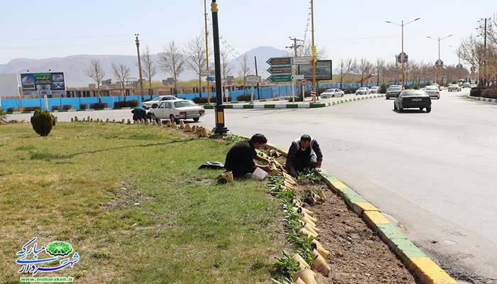 جریان خدمت در آستانه نوروز: ادامه کاشت درختچه و گل های فصلی در سطح شهر و محلات مبارکه