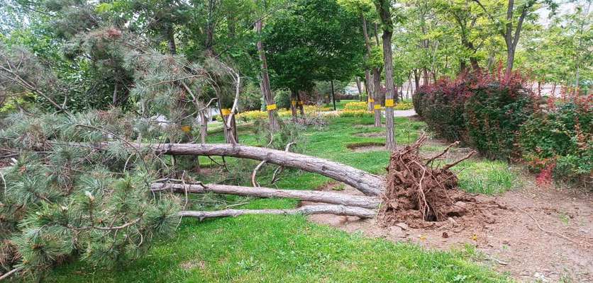 افتادن چند اصله درخت در مجموعه ائل‌گولی به دلیل تندباد شدید