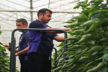 افزایش ۳۳ درصدی ارزش تولیدات کشاورزی در آذربایجان شرقی
