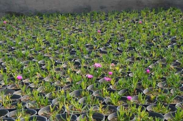 تولید نشا برای استقبال از بهار در گلخانه‌های منطقه ۷ تبریز