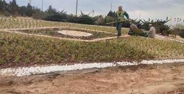 تداوم کاشت گل و درختچه در جنوب غرب تبریز