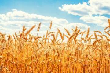 آذربایجان شرقی در کشور در زمینه سطح کاشت گندم جایگاه سوم را دارد