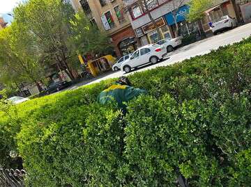 تداوم گلکاری های بهاری در معابر بافت مرکزی تبریز
