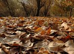 برگ های پاییزی از سطح شهر جهت تولید خاکبرگ جمع آوری می شود