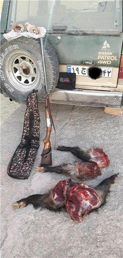 دستگیری شکارچیان غیر مجاز در شیروان